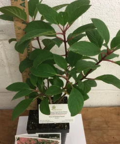 Little Quick Fire Hydrangea Live Plant - Panicle Shrub 6-12in Tall - Image 3