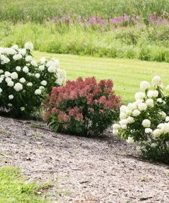 Little Quick Fire Hydrangea Live Plant - Panicle Shrub 6-12in Tall - Image 4