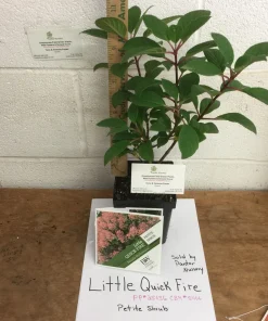 Little Quick Fire Hydrangea Live Plant - Panicle Shrub 6-12in Tall - Image 5