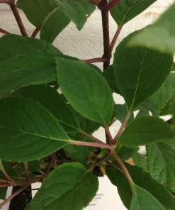 Little Quick Fire Hydrangea Live Plant - Panicle Shrub 6-12in Tall - Image 6