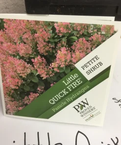 Little Quick Fire Hydrangea Live Plant - Panicle Shrub 6-12in Tall - Image 7