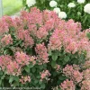 Little Quick Fire Hydrangea Live Plant - Panicle Shrub 6-12in Tall - Image 1