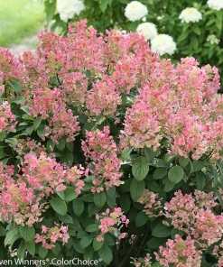 Little Quick Fire Hydrangea Live Plant - Panicle Shrub 6-12in Tall - Image 1