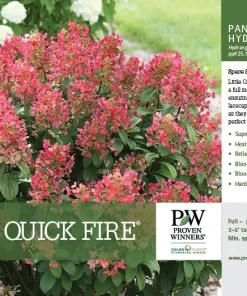 Little Quick Fire Hydrangea Live Plant - Panicle Shrub 6-12in Tall - Image 8