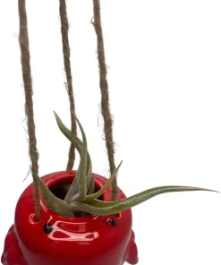 Live Air Plant Tillandsia & Ceramic Hanging Planter – Indoor Houseplant Gift - Image 2