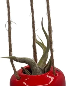 Live Air Plant Tillandsia & Ceramic Hanging Planter – Indoor Houseplant Gift - Image 3