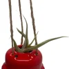 Live Air Plant Tillandsia & Ceramic Hanging Planter – Indoor Houseplant Gift - Image 1