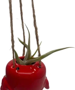 Live Air Plant Tillandsia & Ceramic Hanging Planter – Indoor Houseplant Gift - Image 1