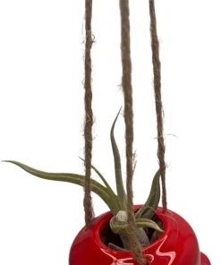 Live Air Plant Tillandsia & Ceramic Hanging Planter – Indoor Houseplant Gift - Image 4