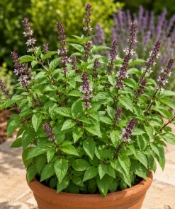 Live Basil Herb Plants, 2-Pack, 4 Inch Nursery Pots, 3-5 Inches Tall, Fragrant Leaves - Image 2