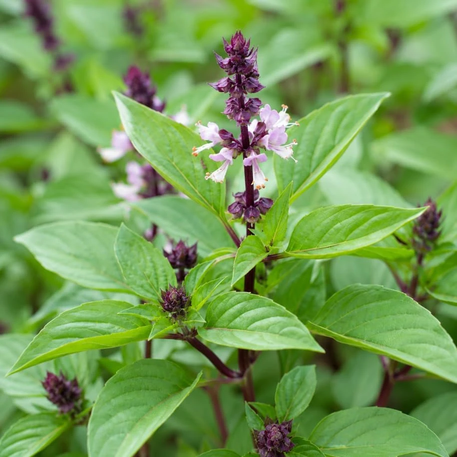 Live Basil Herb Plants, 2-Pack, 4 Inch Nursery Pots, 3-5 Inches Tall, Fragrant Leaves - Image 3