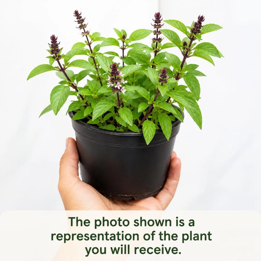Live Basil Herb Plants, 2-Pack, 4 Inch Nursery Pots, 3-5 Inches Tall, Fragrant Leaves - Image 4