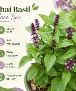 Live Basil Herb Plants, 2-Pack, 4 Inch Nursery Pots, 3-5 Inches Tall, Fragrant Leaves - Image 5