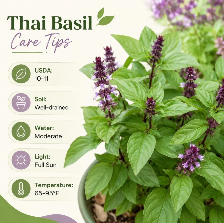 Live Basil Herb Plants, 2-Pack, 4 Inch Nursery Pots, 3-5 Inches Tall, Fragrant Leaves - Image 5