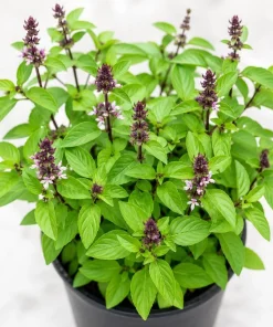 Live Basil Herb Plants, 2-Pack, 4 Inch Nursery Pots, 3-5 Inches Tall, Fragrant Leaves - Image 6
