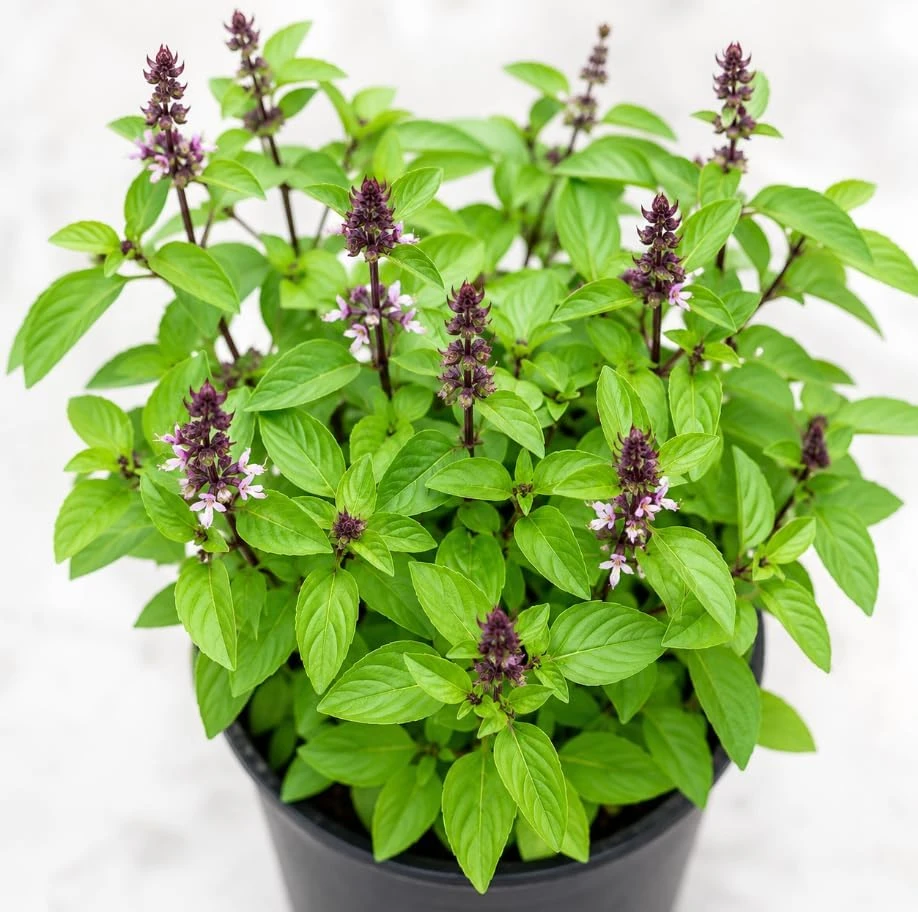 Live Basil Herb Plants, 2-Pack, 4 Inch Nursery Pots, 3-5 Inches Tall, Fragrant Leaves - Image 6