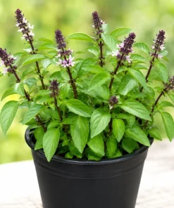 Live Basil Herb Plants, 2-Pack, 4 Inch Nursery Pots, 3-5 Inches Tall, Fragrant Leaves - Image 7