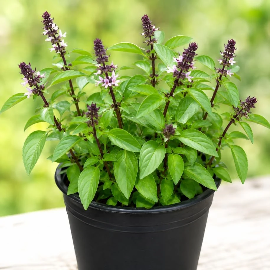 Live Basil Herb Plants, 2-Pack, 4 Inch Nursery Pots, 3-5 Inches Tall, Fragrant Leaves - Image 7