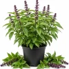Live Basil Herb Plants, 2-Pack, 4 Inch Nursery Pots, 3-5 Inches Tall, Fragrant Leaves - Image 1
