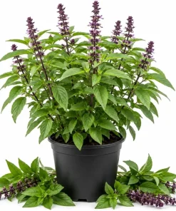 Live Basil Herb Plants, 2-Pack, 4 Inch Nursery Pots, 3-5 Inches Tall, Fragrant Leaves - Image 1