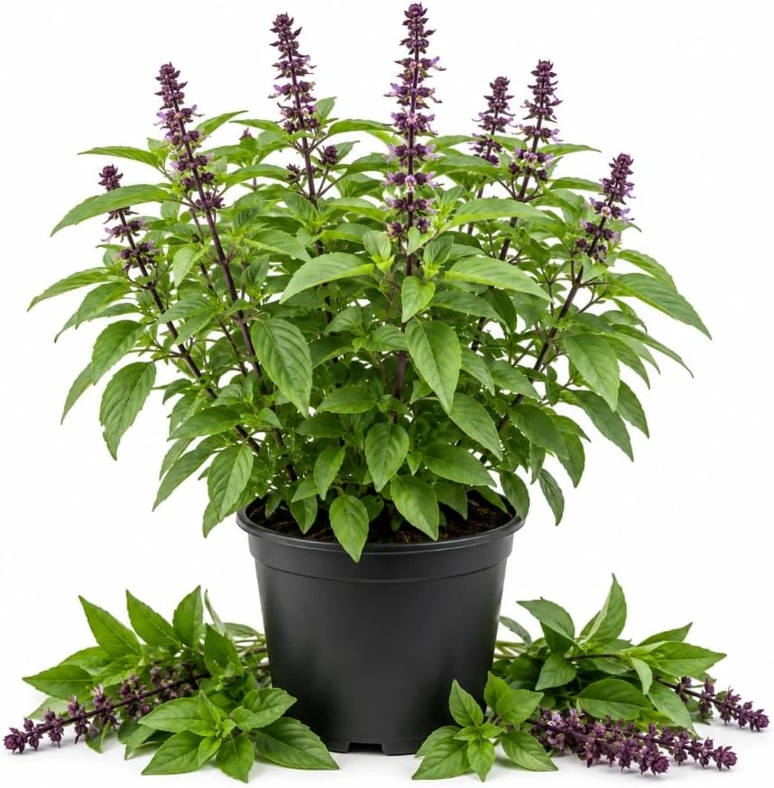 Live Basil Herb Plants, 2-Pack, 4 Inch Nursery Pots, 3-5 Inches Tall, Fragrant Leaves - Image 1
