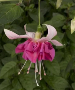 Live Bella Rosella Fuchsia Plant – Medium – 5