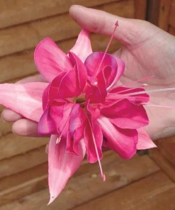 Live Bella Rosella Fuchsia Plant – Medium – 5