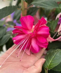 Live Bella Rosella Fuchsia Plant – Medium – 5