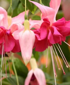 Live Bella Rosella Fuchsia Plant – Medium – 5