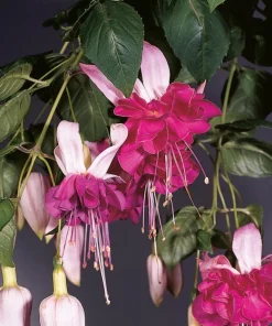 Live Bella Rosella Fuchsia Plant – Medium – 5