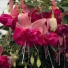 Live Bella Rosella Fuchsia Plant – Medium – 5" Pot – Shade-Loving Pink Flowering Ornamental Plant - Image 1