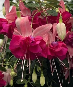 Live Bella Rosella Fuchsia Plant – Medium – 5