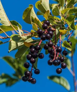 Live Chokecherry Plant – Small – 8" Tall – 5" Pot – Deciduous Native Fruit Shrub/Small Tree – Cold-Hardy Wildlife & Ornamental Plant - Image 2
