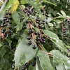 Live Chokecherry Plant – Small – 8" Tall – 5" Pot – Deciduous Native Fruit Shrub/Small Tree – Cold-Hardy Wildlife & Ornamental Plant - Image 1