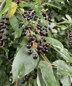 Live Chokecherry Plant – Small – 8