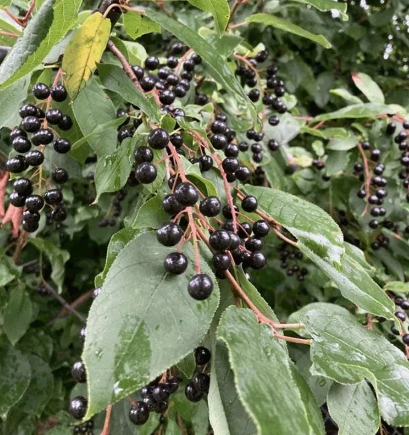 Live Chokecherry Plant – Small – 8" Tall – 5" Pot – Deciduous Native Fruit Shrub/Small Tree – Cold-Hardy Wildlife & Ornamental Plant - Image 1