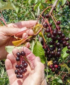 Live Chokecherry Plant – Small – 8