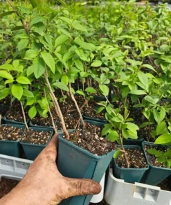 Live Chokecherry Plant – Small – 8