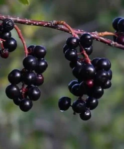 Live Chokecherry Plant – Small – 8