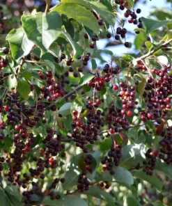 Live Chokecherry Plant – Small – 8
