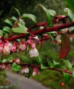Live Huckleberry Plant - Vaccinium ovatum - 1-2