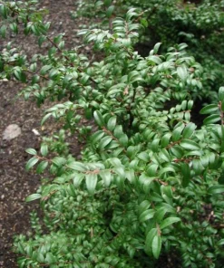Live Huckleberry Plant - Vaccinium ovatum - 1-2