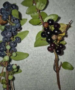 Live Huckleberry Plant - Vaccinium ovatum - 1-2