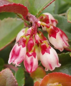 Live Huckleberry Plant - Vaccinium ovatum - 1-2