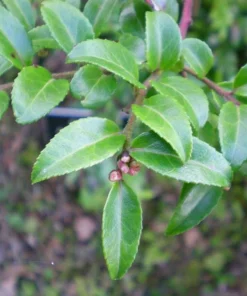 Live Huckleberry Plant - Vaccinium ovatum - 1-2