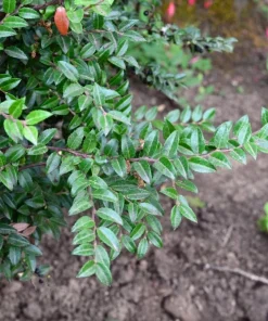 Live Huckleberry Plant - Vaccinium ovatum - 1-2
