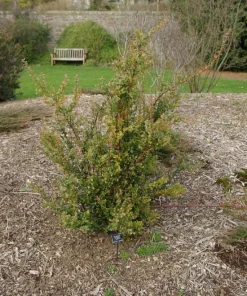 Live Huckleberry Plant - Vaccinium ovatum - 1-2