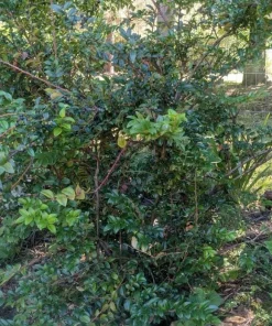 Live Huckleberry Plant - Vaccinium ovatum - 1-2