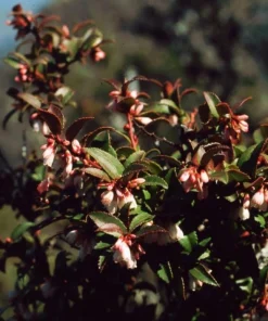 Live Huckleberry Plant - Vaccinium ovatum - 1-2