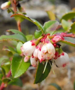 Live Huckleberry Plant - Vaccinium ovatum - 1-2